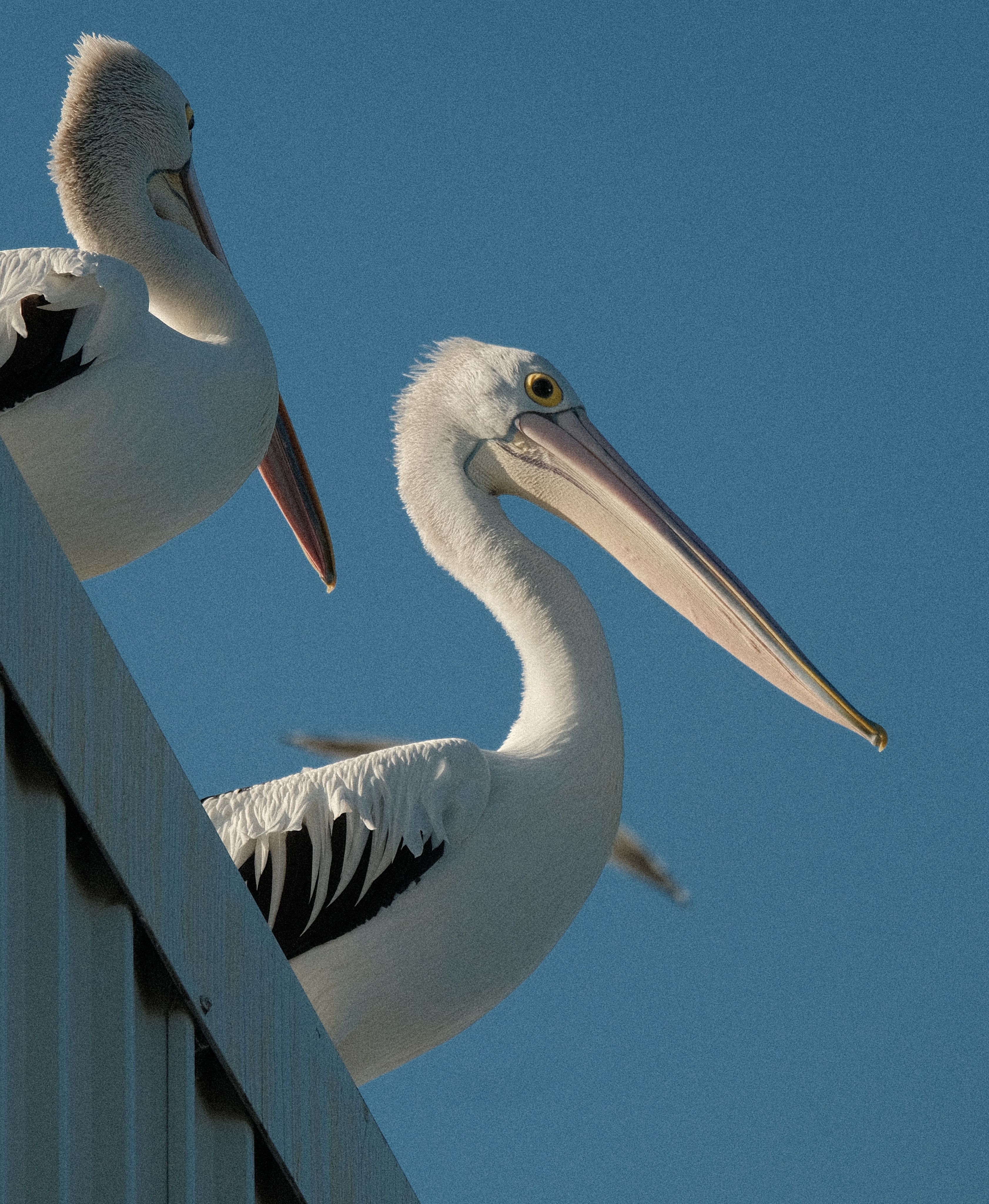 Pelicans at Woy Woy
