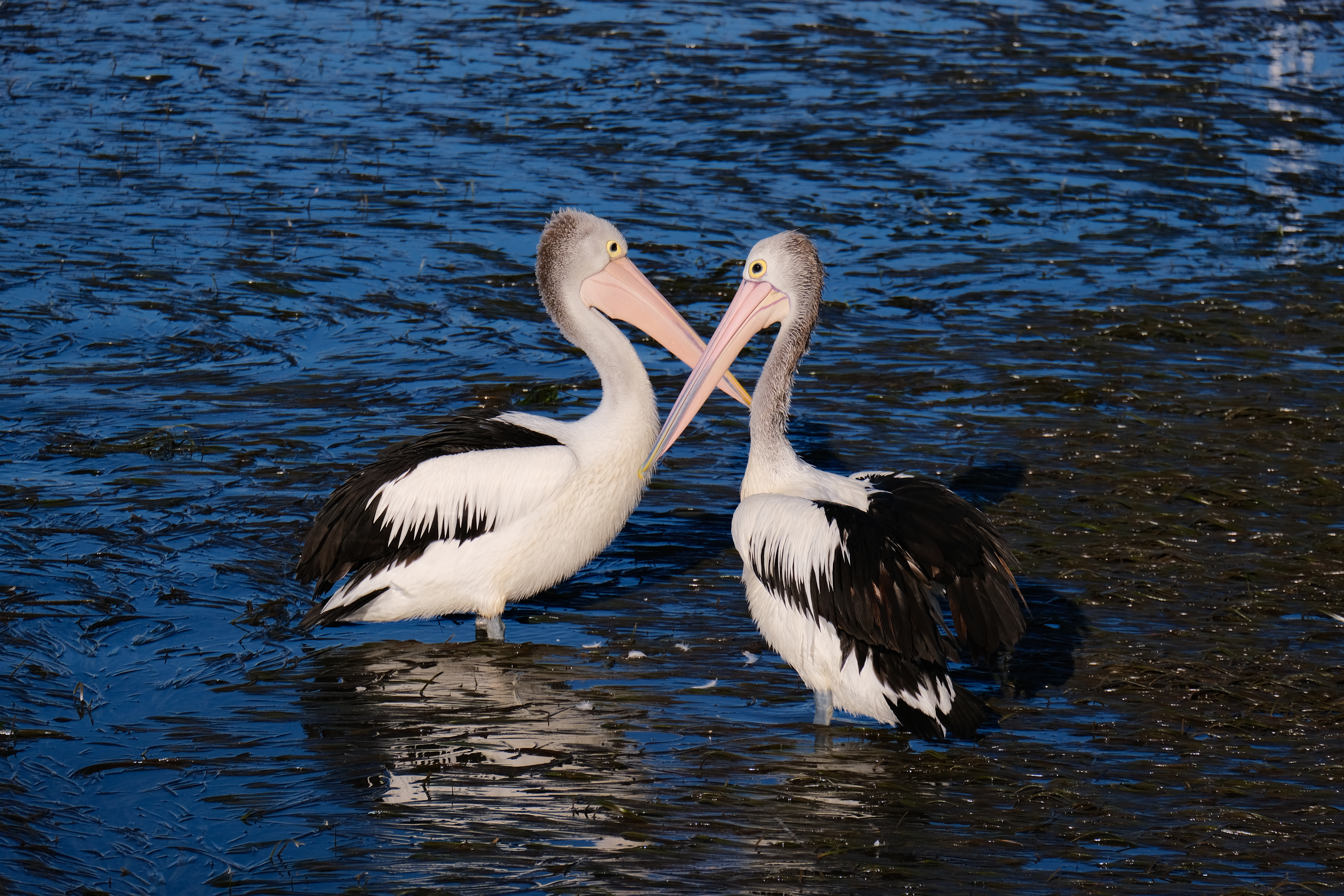 Pelicans at Woy Woy