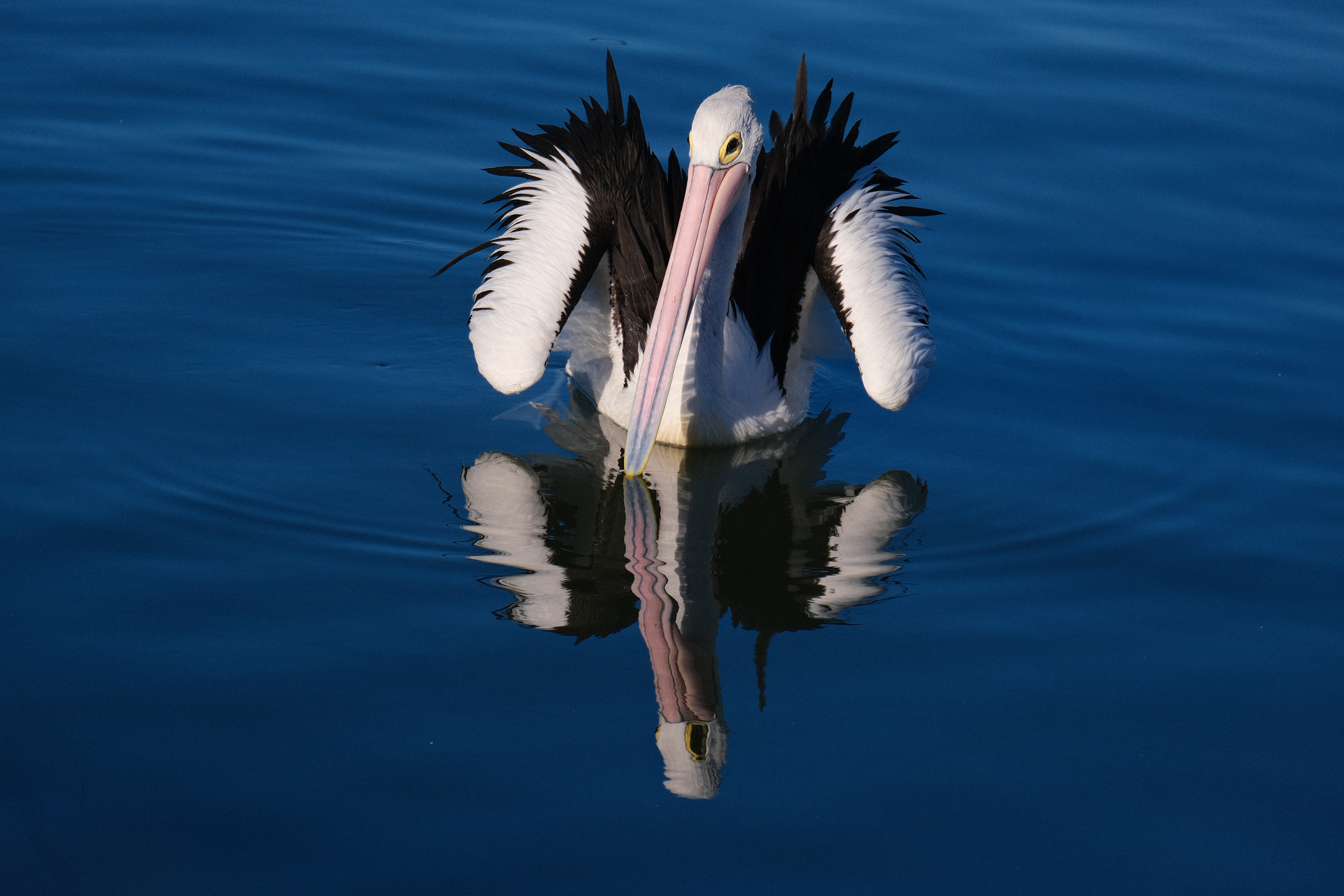 Pelican reflection at Woy Woy