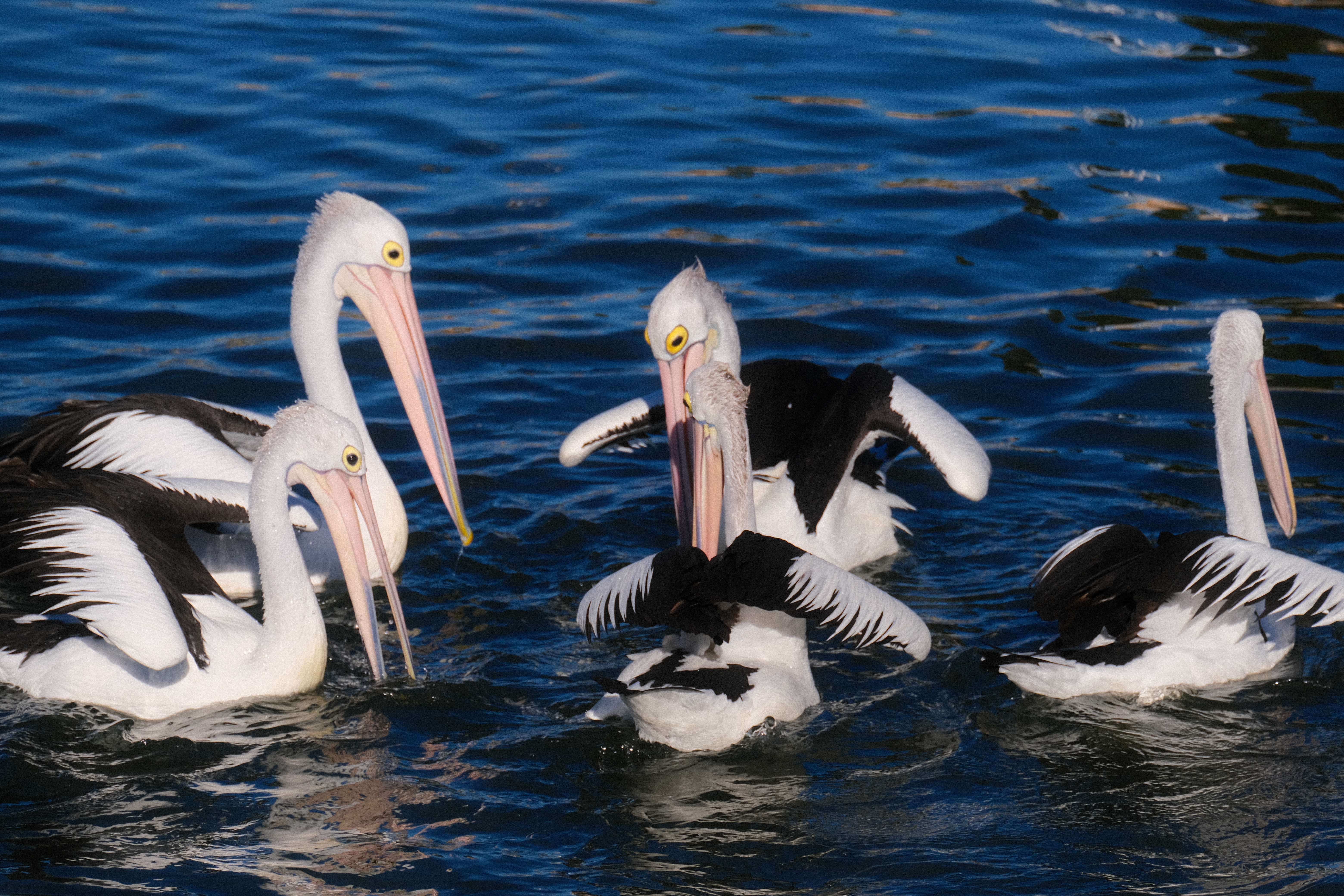 Pelicans at Woy Woy