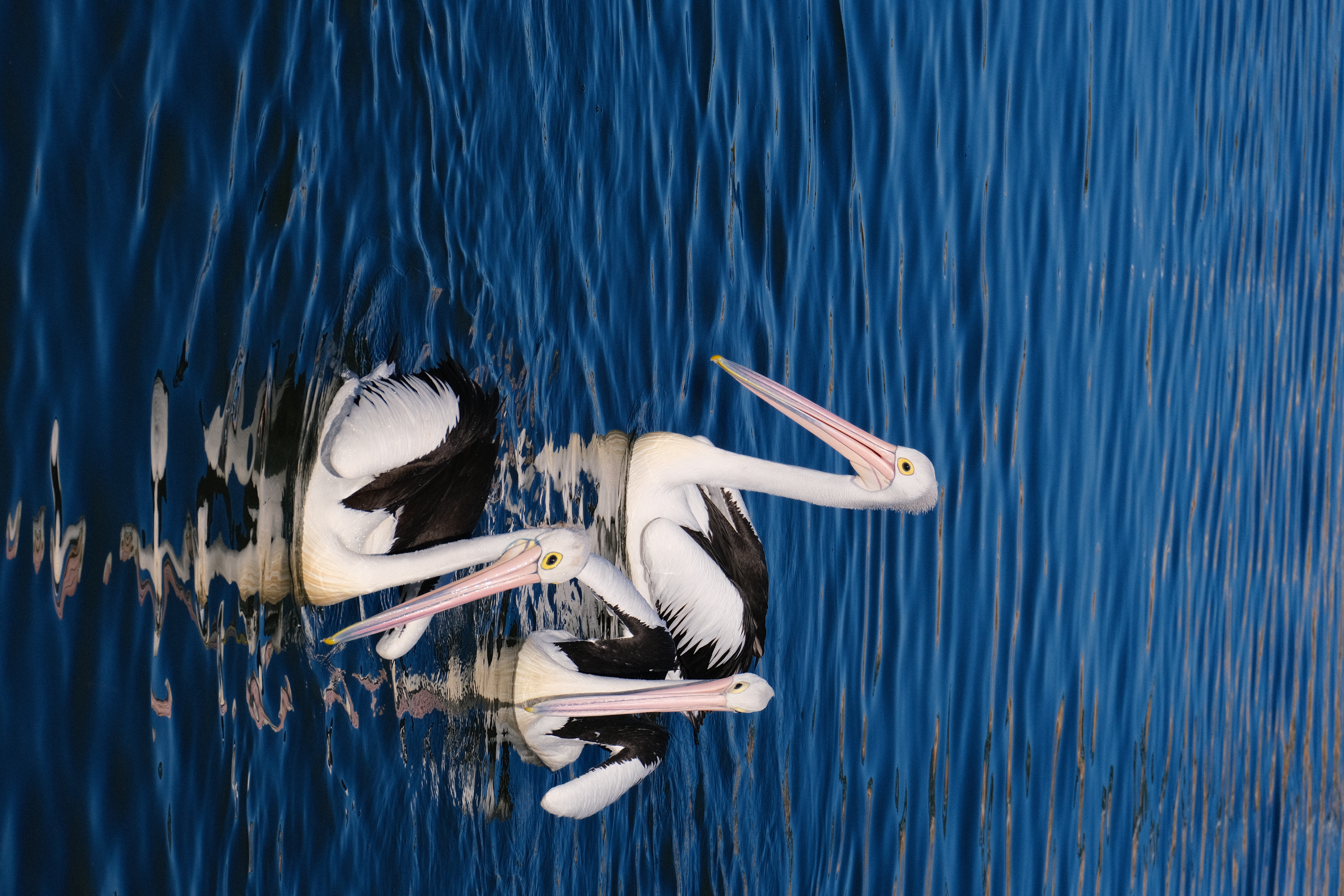 Pelicans at Woy Woy