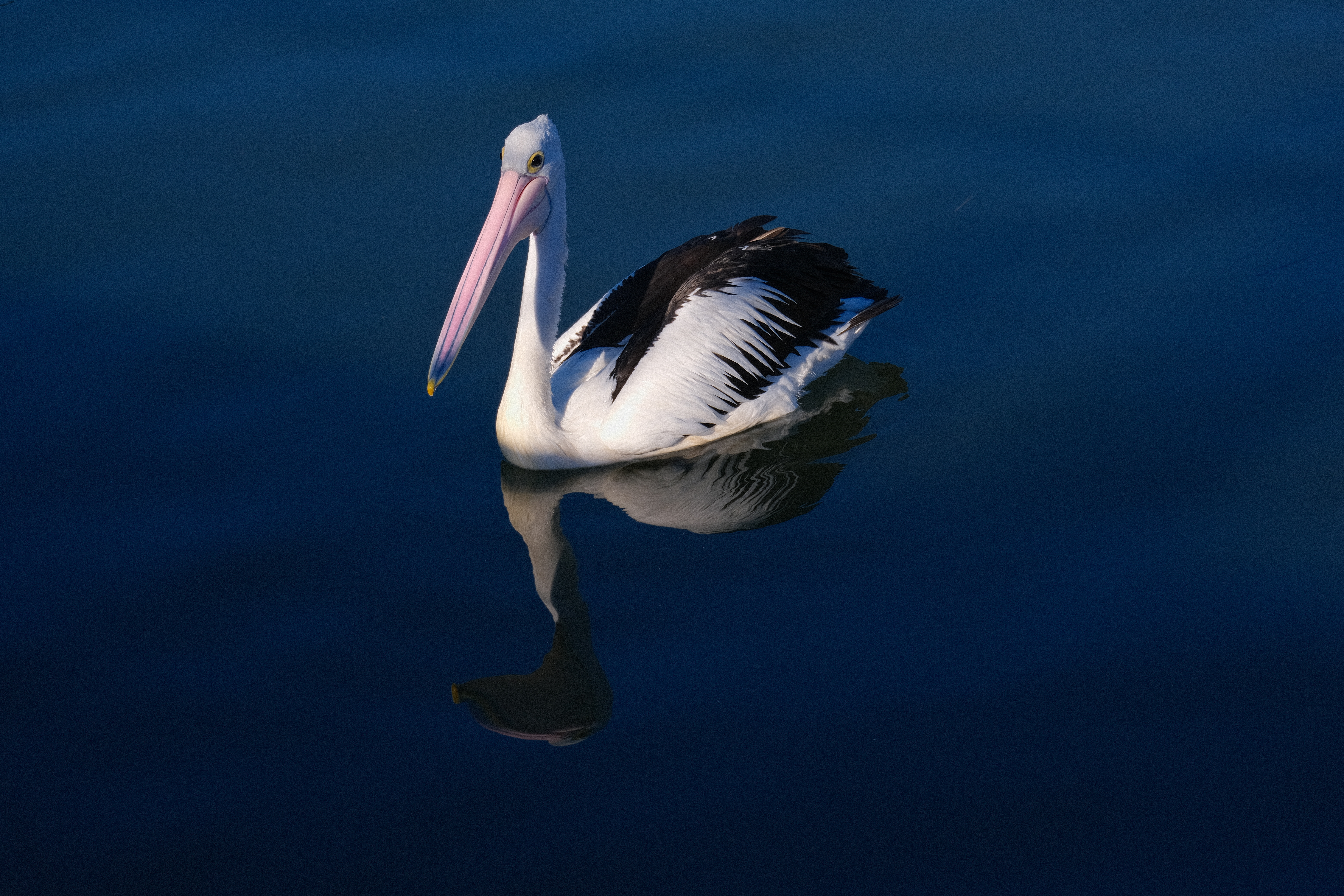 Side profile pelican at Woy Woy