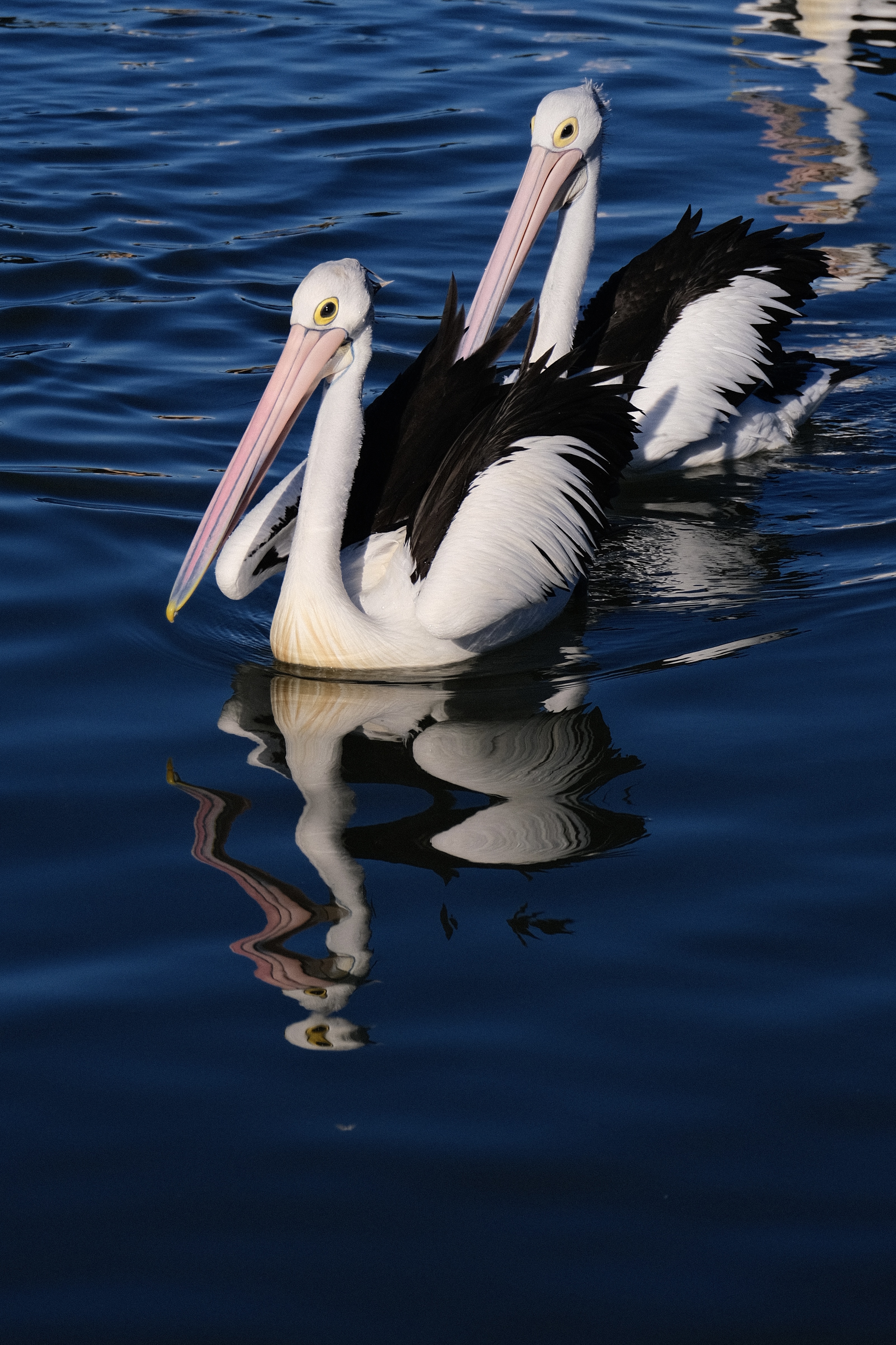 Two Pelicans